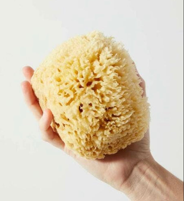 Sea Sponge